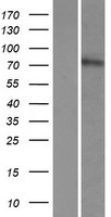 CWH43 Human Over-expression Lysate