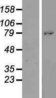 ATHL1 (PGGHG) Human Over-expression Lysate