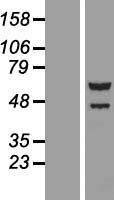 C8ORF41 (TTI2) Human Over-expression Lysate