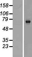 C13orf18 (RUBCNL) Human Over-expression Lysate
