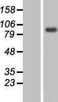 MYO19 Human Over-expression Lysate