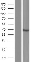 CCDC92 Human Over-expression Lysate