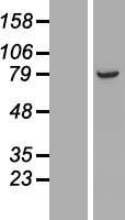 ARMC9 Human Over-expression Lysate