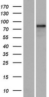 RUFY1 Human Over-expression Lysate