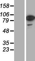 RAB11FIP1 Human Over-expression Lysate