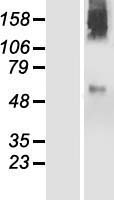 PIGZ Human Over-expression Lysate