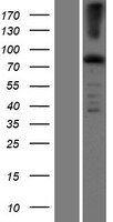 EFHC2 Human Over-expression Lysate