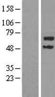 TRIM45 Human Over-expression Lysate