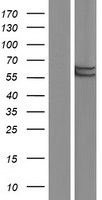 FLAD1 Human Over-expression Lysate