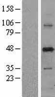 PUS1 Human Over-expression Lysate