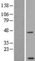CCDC68 Human Over-expression Lysate