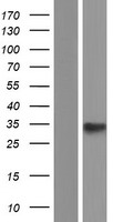 PRR7 Human Over-expression Lysate