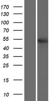 TSEN2 Human Over-expression Lysate