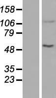 ACAD10 Human Over-expression Lysate