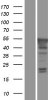 PBX4 Human Over-expression Lysate