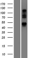 UBXN6 Human Over-expression Lysate