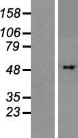 BTBD1 Human Over-expression Lysate