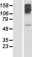KLHL15 Human Over-expression Lysate