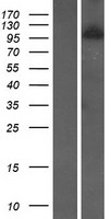 WDR59 Human Over-expression Lysate