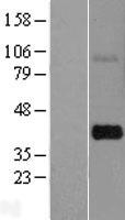 THAP7 Human Over-expression Lysate