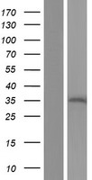 REEP4 Human Over-expression Lysate