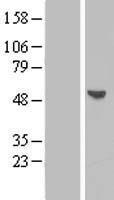BPIL1 (BPIFB2) Human Over-expression Lysate
