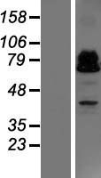 ZBTB46 Human Over-expression Lysate