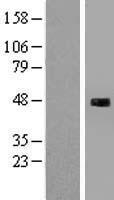 SH3BP5L Human Over-expression Lysate