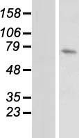 DUSP16 Human Over-expression Lysate