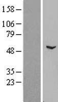 ZNF436 Human Over-expression Lysate