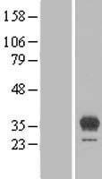 EGFL8 Human Over-expression Lysate