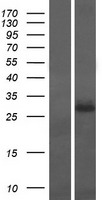 PRRT1 Human Over-expression Lysate