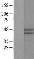 RNF39 Human Over-expression Lysate
