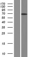 ARHGAP28 Human Over-expression Lysate