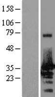 NRBF2 Human Over-expression Lysate