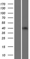 B3GNT4 Human Over-expression Lysate