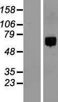 CDA08 (ITFG1) Human Over-expression Lysate