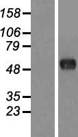 FAM130A1 (CSRNP2) Human Over-expression Lysate