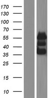 FAM117A Human Over-expression Lysate