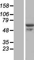 C15orf44 (VWA9) Human Over-expression Lysate