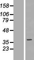 SLC25A32 Human Over-expression Lysate