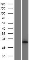 PLA2G12A Human Over-expression Lysate
