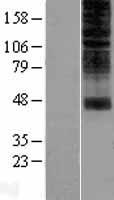 OR2H1 Human Over-expression Lysate