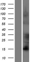 FAM83D Human Over-expression Lysate