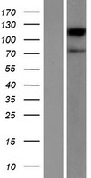 ACSBG2 Human Over-expression Lysate