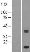 ISCA1 Human Over-expression Lysate