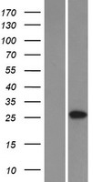 C6orf62 Human Over-expression Lysate