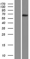 CCNL2 Human Over-expression Lysate