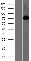 SHCBP1L Human Over-expression Lysate