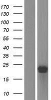 ARPC5L Human Over-expression Lysate